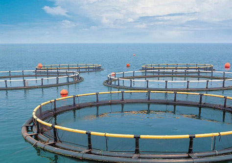 Fish farming industry